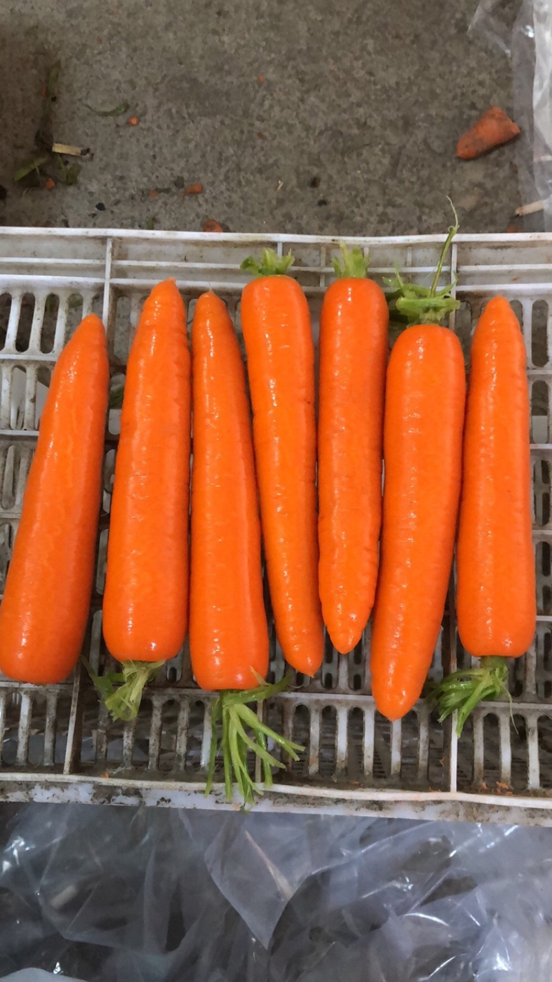 优质福建316胡萝卜品质保证产地直发可视频看货欢迎咨询