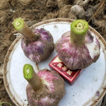 五一后大量鲜蒜上市，种植面积十万余亩.