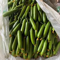 水果小黄瓜山东寿光大量供应上市，常年不断货，二十年代收