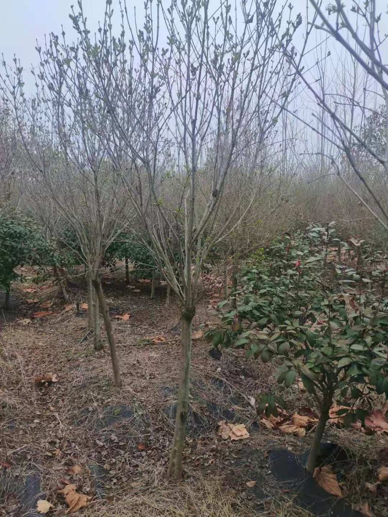 紫丁香精品4—12公分成活率高