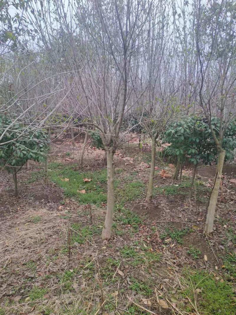 紫丁香精品4—12公分成活率高