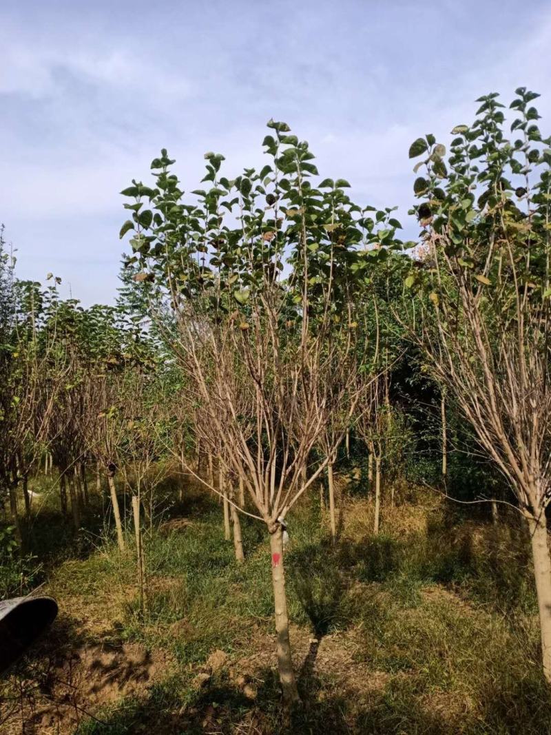 紫丁香精品4—12公分成活率高