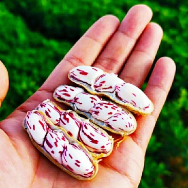 七彩花生农家自种晒干带壳生花生香甜美味可口可以做种