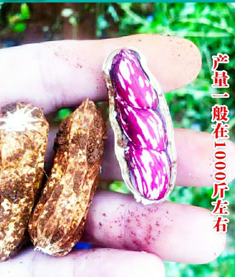 七彩花生农家自种晒干带壳生花生香甜美味可口可以做种