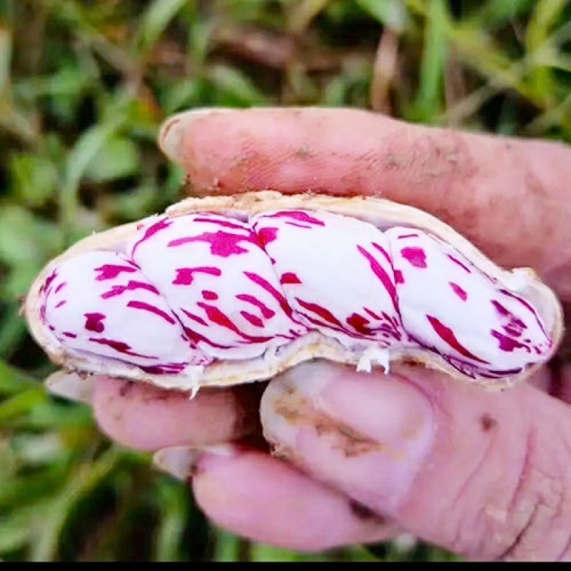 七彩花生农家自种晒干带壳生花生香甜美味可口可以做种