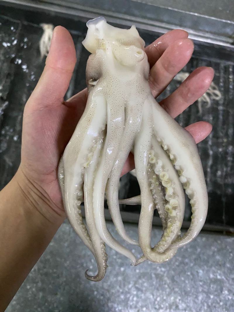 鱿鱼头冷冻大鱿鱼头鱿鱼脚鱿鱼爪铁板烧