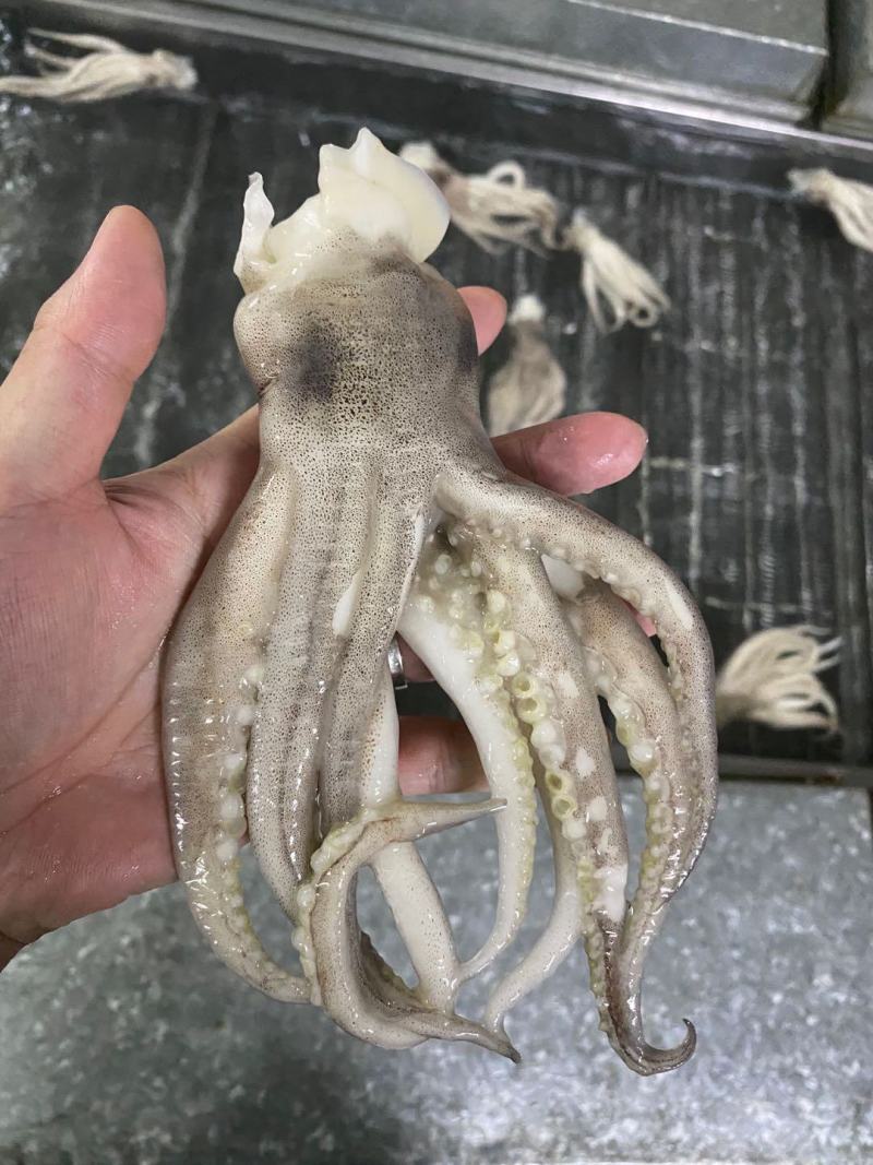 鱿鱼头冷冻大鱿鱼头鱿鱼脚鱿鱼爪铁板烧