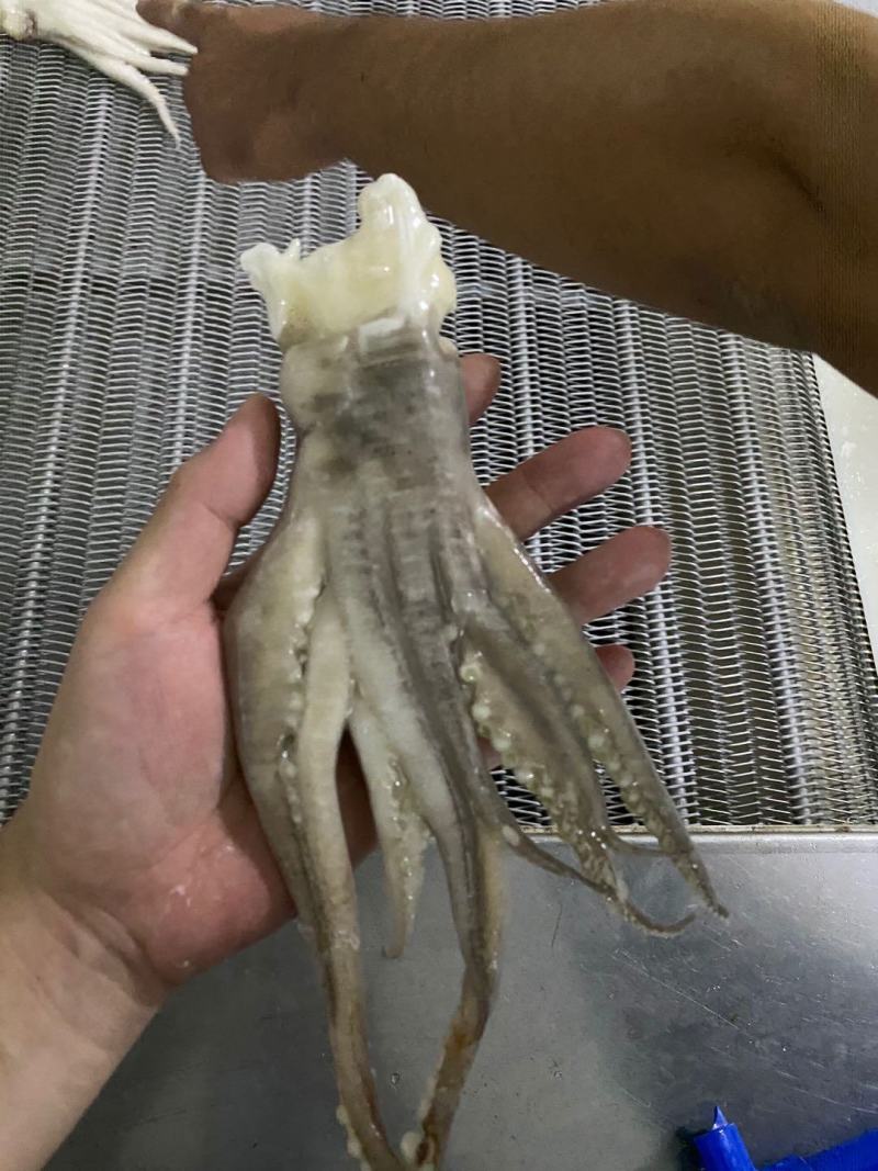 鱿鱼头冷冻大鱿鱼头鱿鱼脚鱿鱼爪铁板烧