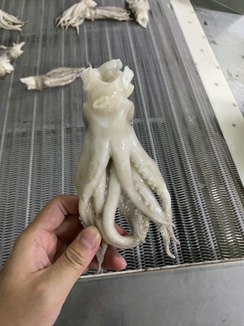 鱿鱼头冷冻大鱿鱼头鱿鱼脚鱿鱼爪铁板烧