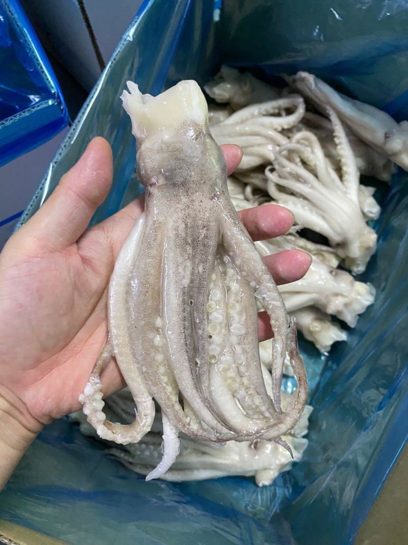 鱿鱼头冷冻大鱿鱼头鱿鱼脚鱿鱼爪铁板烧