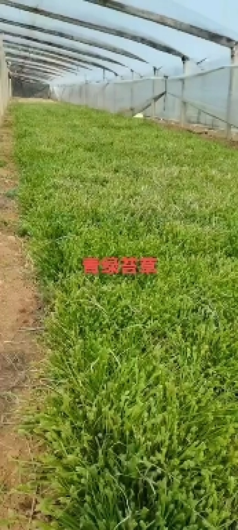 桔梗，基地直销常年供应各种绿化苗木，