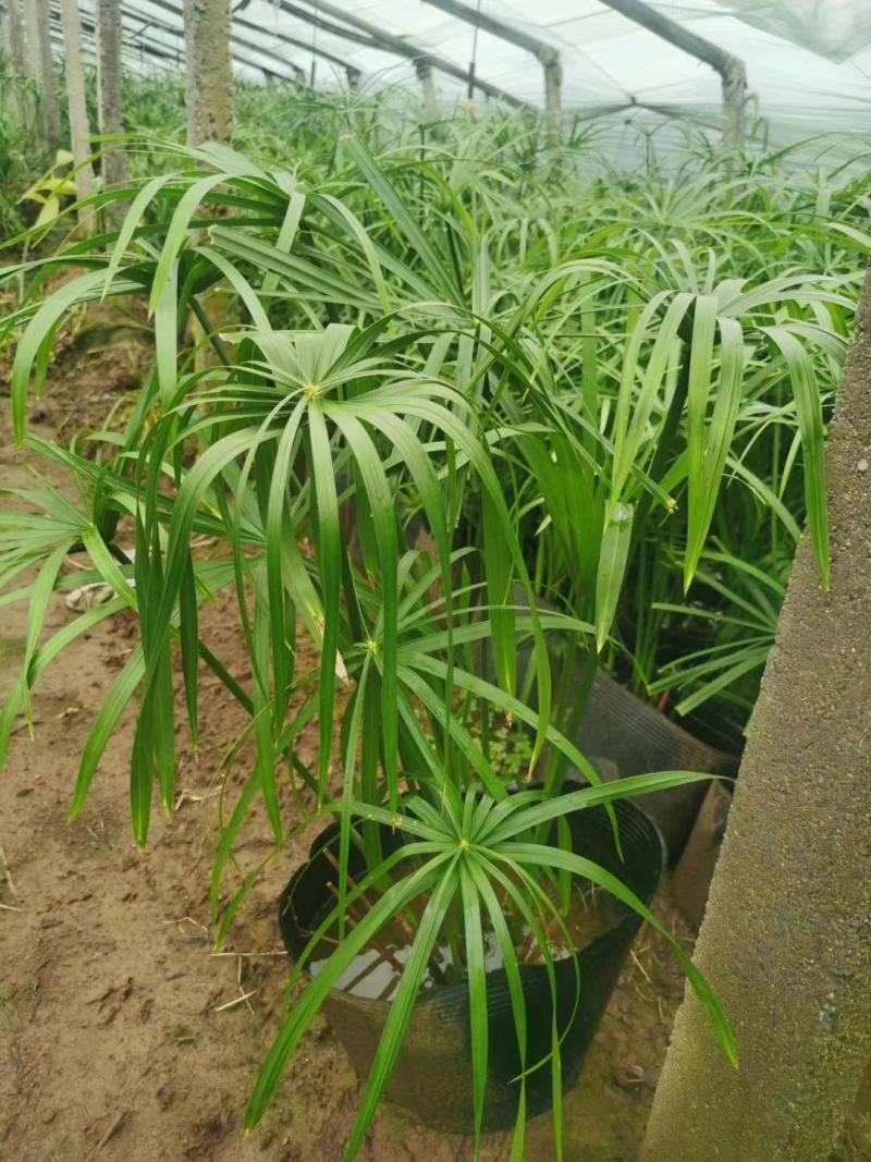 桔梗，基地直销常年供应各种绿化苗木，