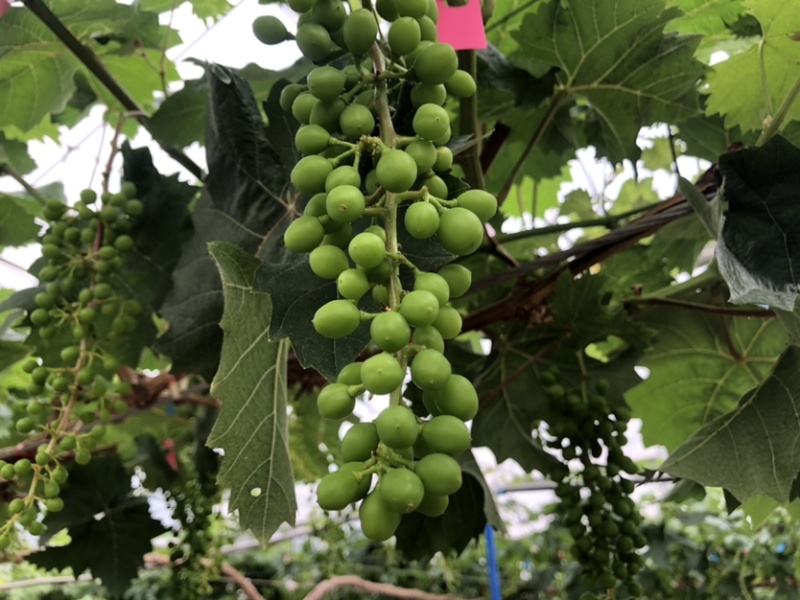 精品阳光玫瑰葡萄广州增城种植基地直供品质优良