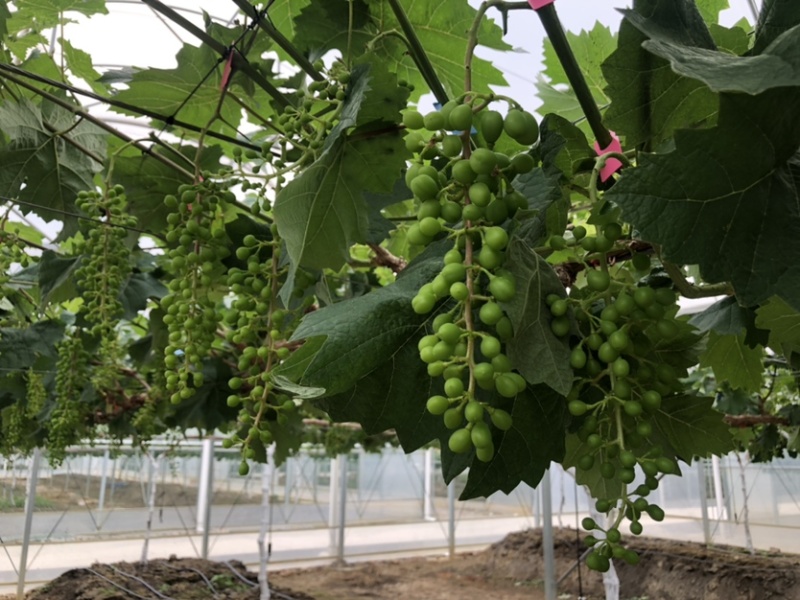 精品阳光玫瑰葡萄广州增城种植基地直供品质优良