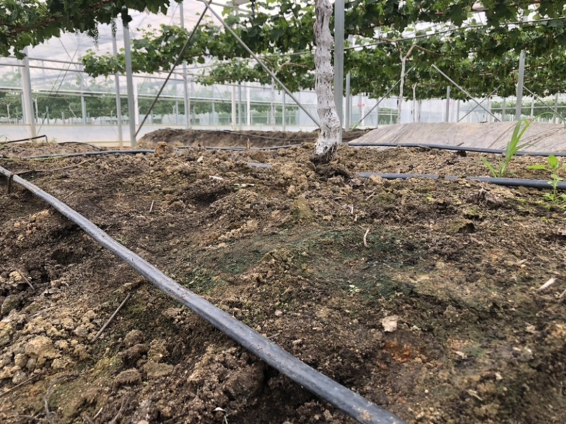 精品阳光玫瑰葡萄广州增城种植基地直供品质优良