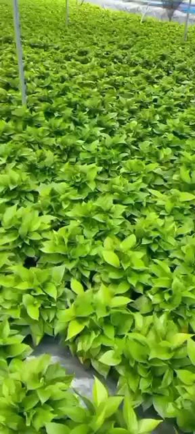 360#180#精品绿萝