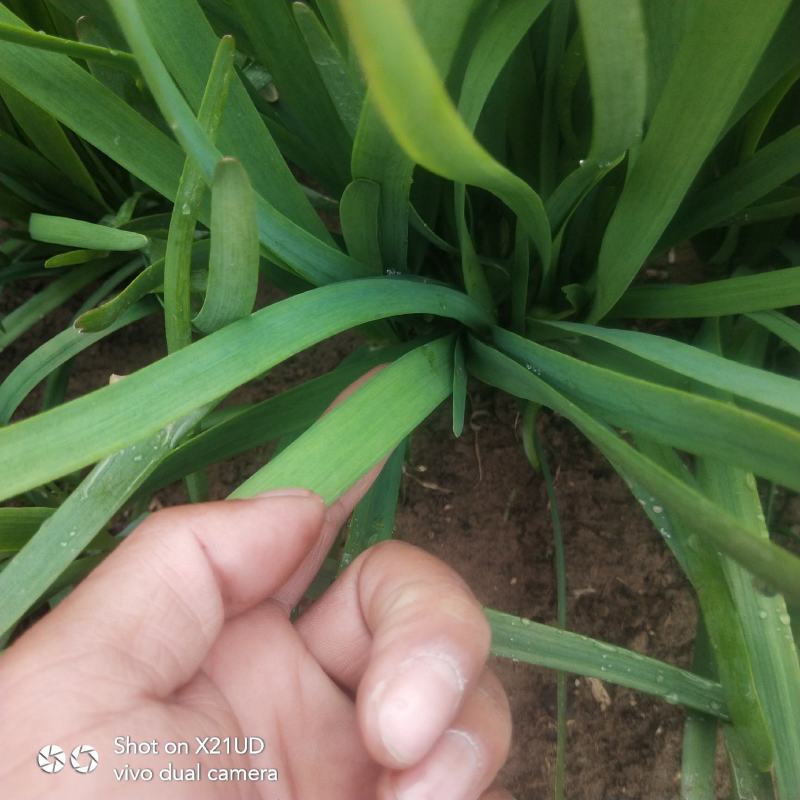 甘肃韭菜武山韭菜韭菜之乡产地直发鲜嫩肥美
