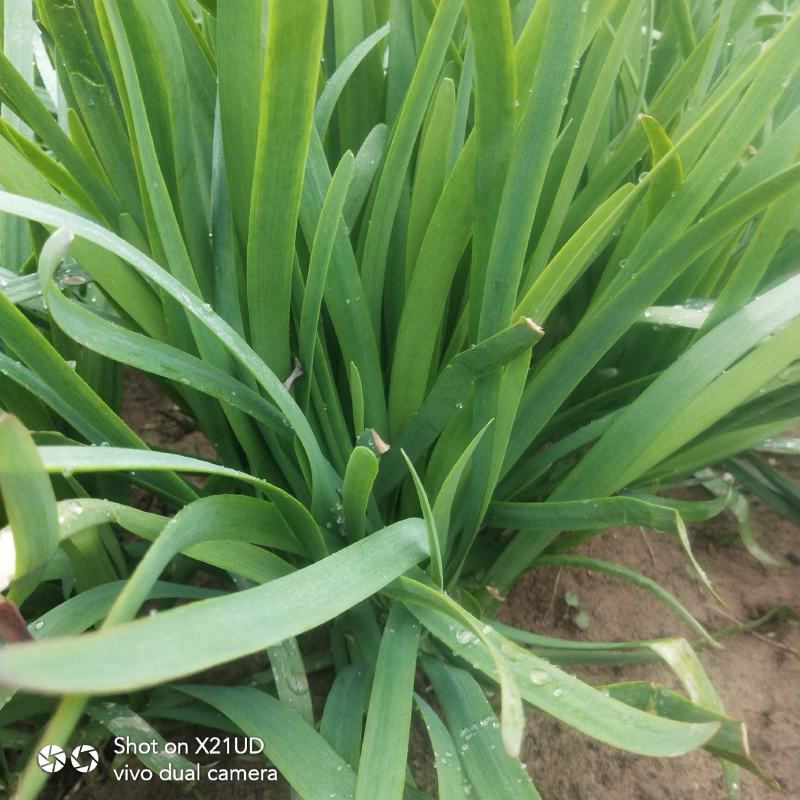 甘肃韭菜武山韭菜韭菜之乡产地直发鲜嫩肥美