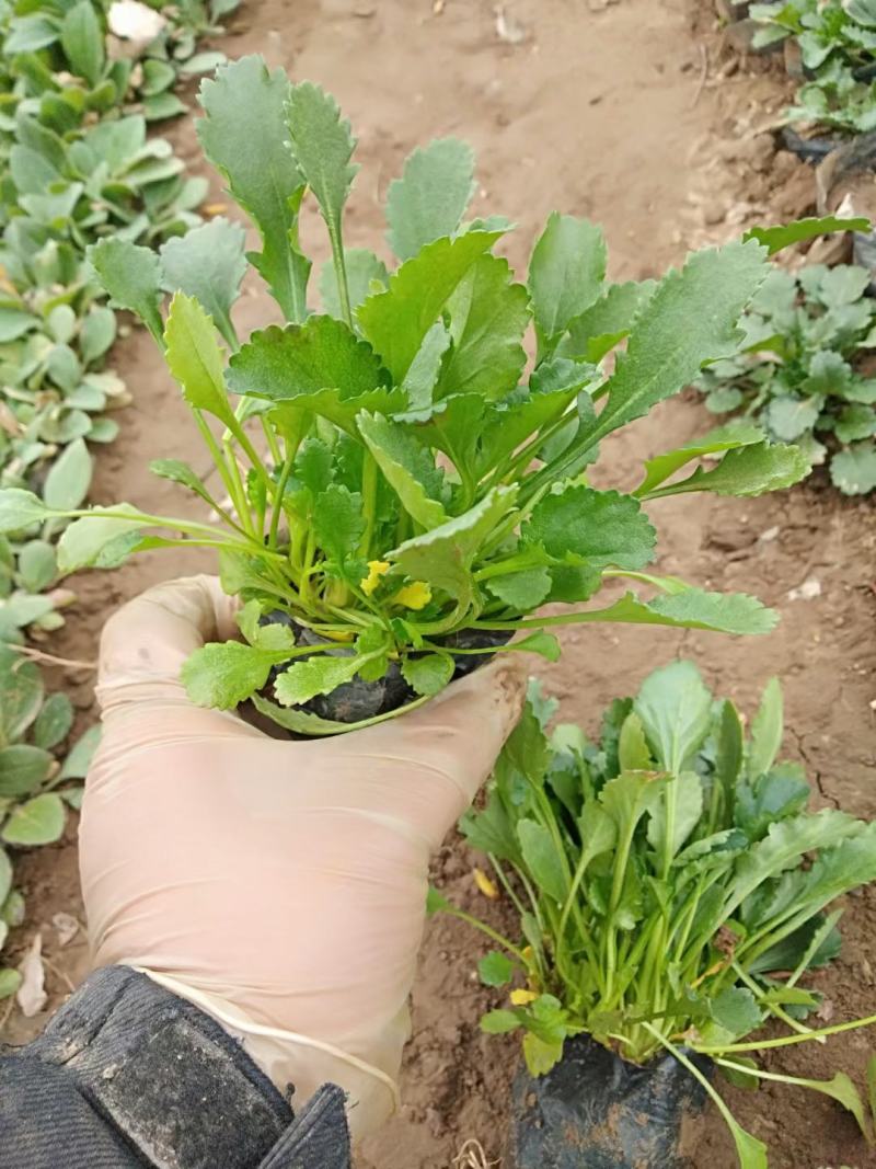 大滨菊，基地一手货源，常年销售各种绿化苗木