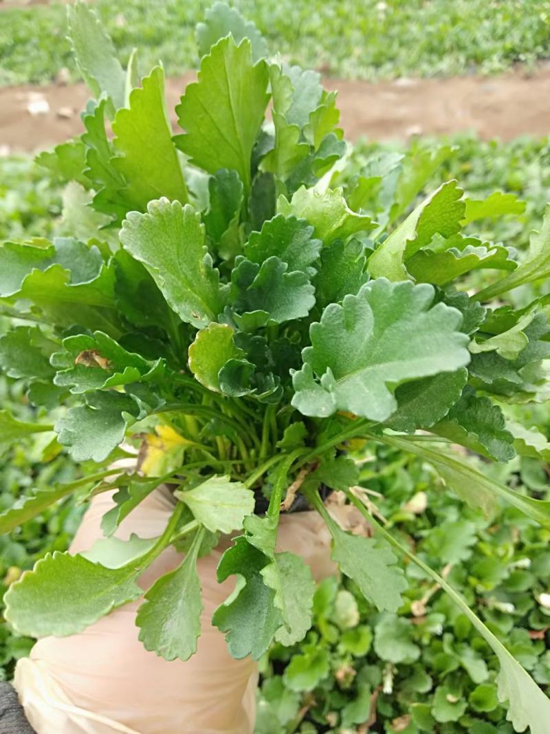 大滨菊，基地一手货源，常年销售各种绿化苗木