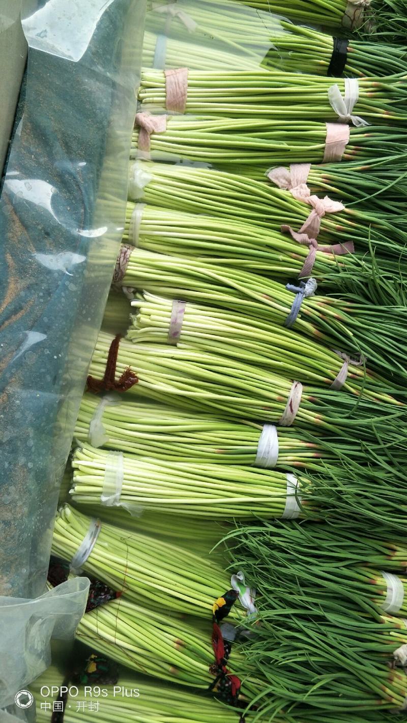 2021年新品，蒜薹，