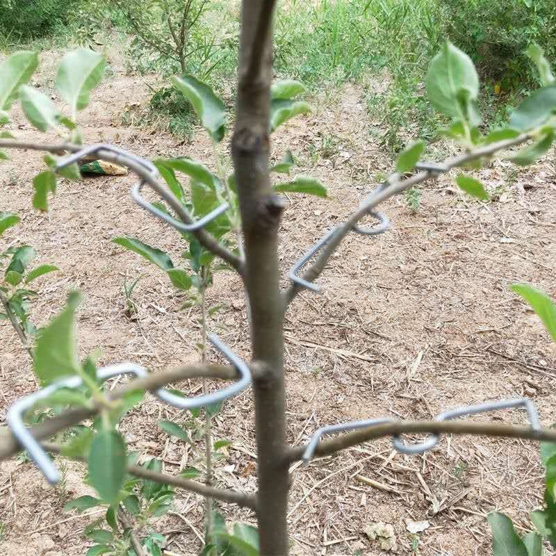 果树拉枝定型开角别枝器压枝弯枝钩夹神器苹果柑橘石榴盆景通