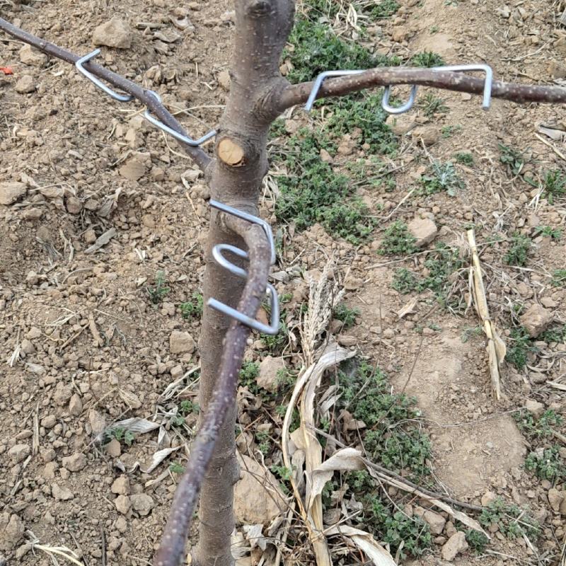果树拉枝定型开角别枝器压枝弯枝钩夹神器苹果柑橘石榴盆景通