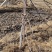 果树拉枝定型开角别枝器压枝弯枝钩夹神器苹果柑橘石榴盆景通