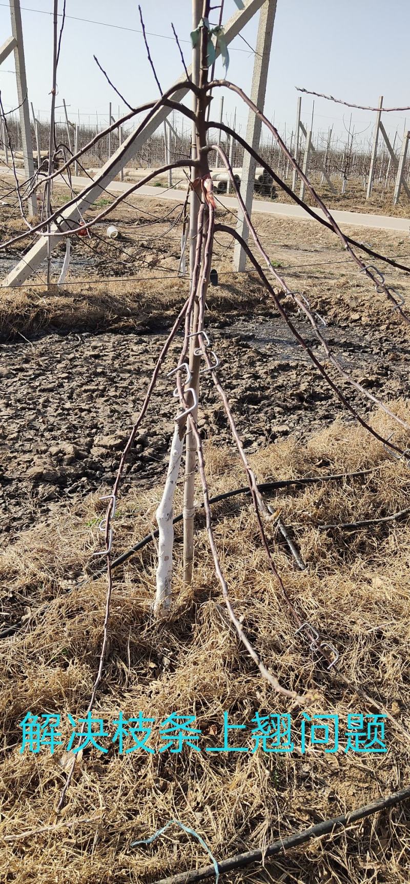 果树拉枝定型开角别枝器压枝弯枝钩夹神器苹果柑橘石榴盆景通