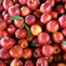 山东油桃，中油红油桃，陆地油桃，基地直发，质量保证