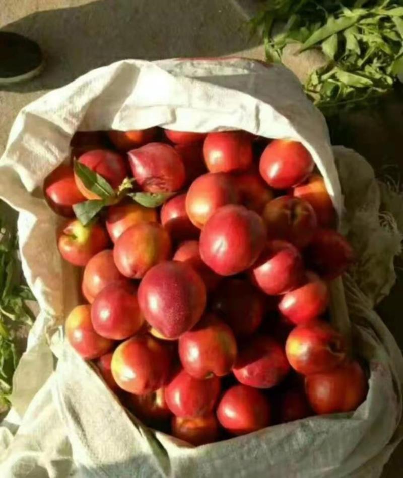 山东油桃，中油红油桃，大棚油桃，基地直发，质量保证
