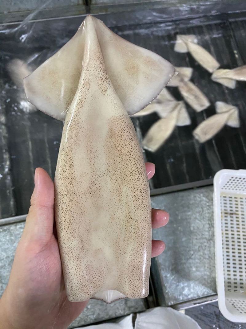 单冻速冻鱿鱼筒4.5kg/件