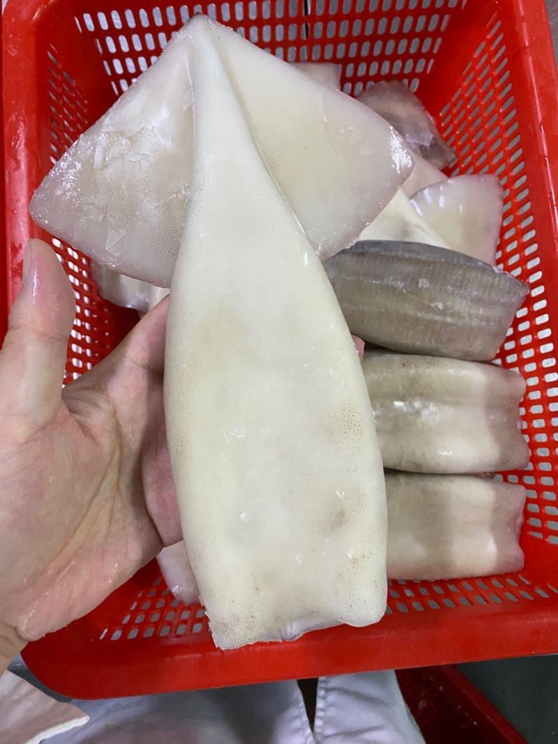 单冻速冻鱿鱼筒4.5kg/件