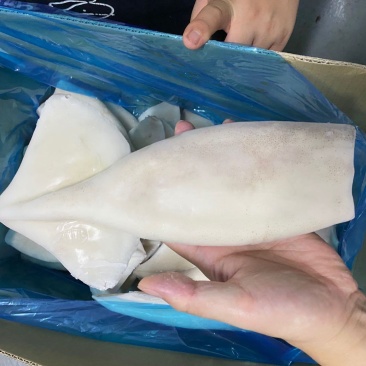 单冻速冻鱿鱼筒4.5kg/件