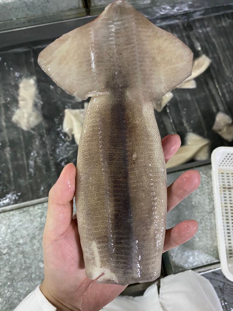单冻速冻鱿鱼筒4.5kg/件