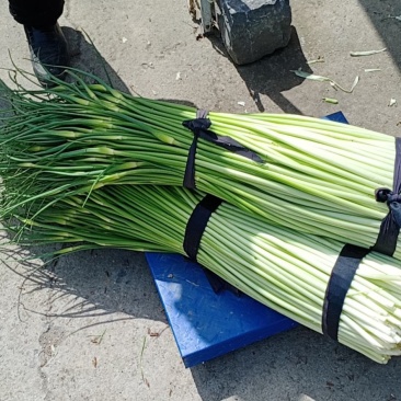河南省漯河市临颍县蒜薹大量上市