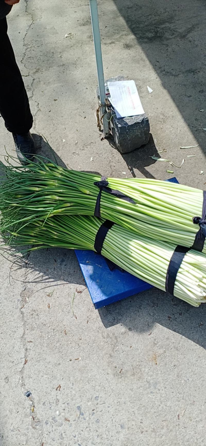 河南省漯河市临颍县蒜薹大量上市