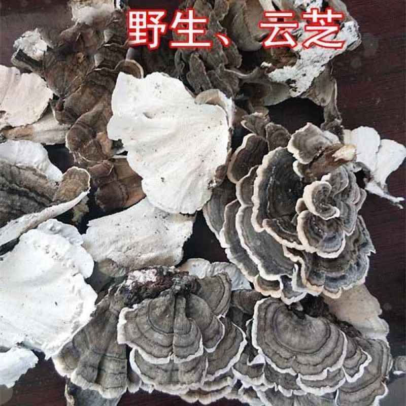 云芝中药材无硫干货冷背品种批发零售