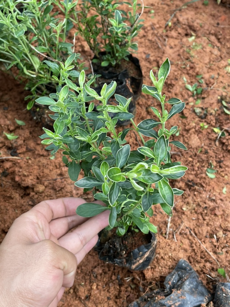 六月雪工地绿化灌木10x10黑袋装