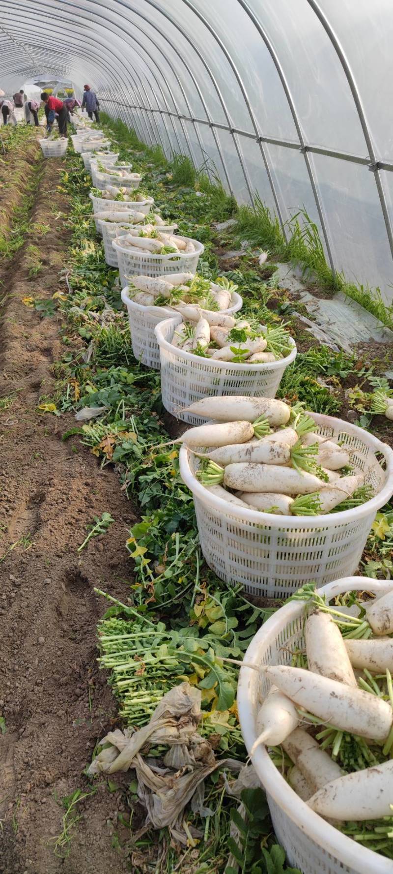 大量供应精品白萝卜，自产自销、质优价廉、量大从优