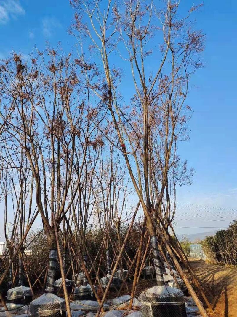 蓝花楹大规格原生苗和围子熟苗