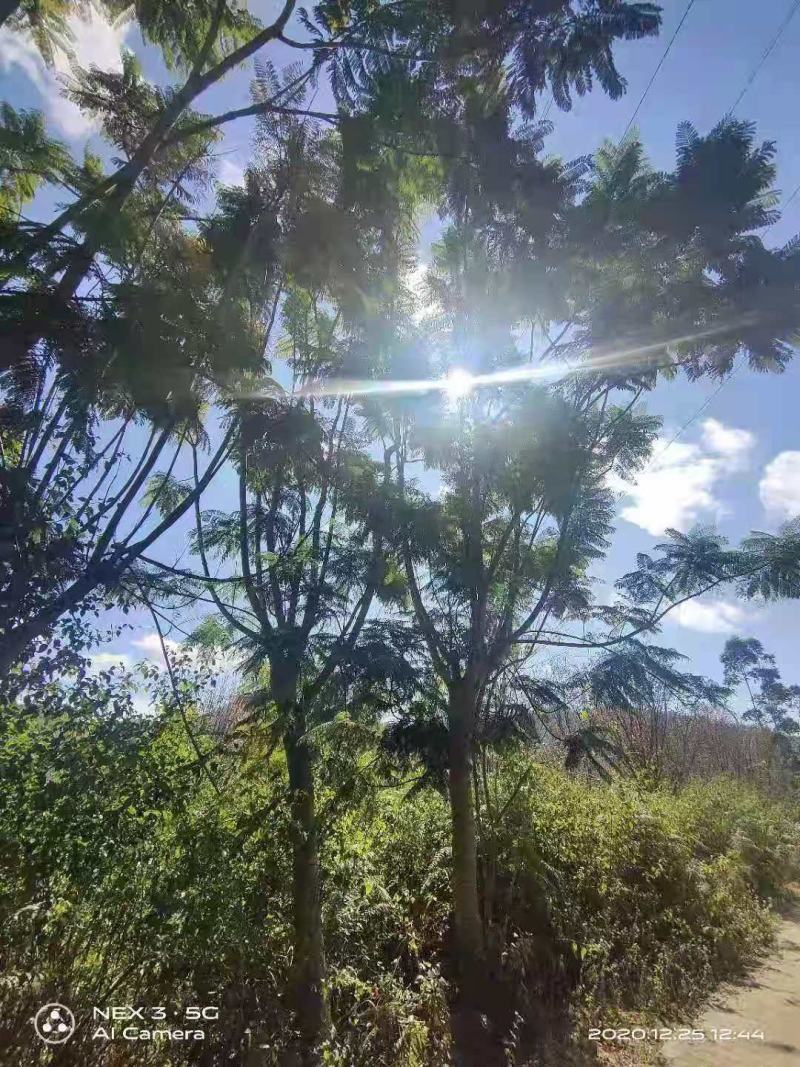 蓝花楹大规格原生苗和围子熟苗