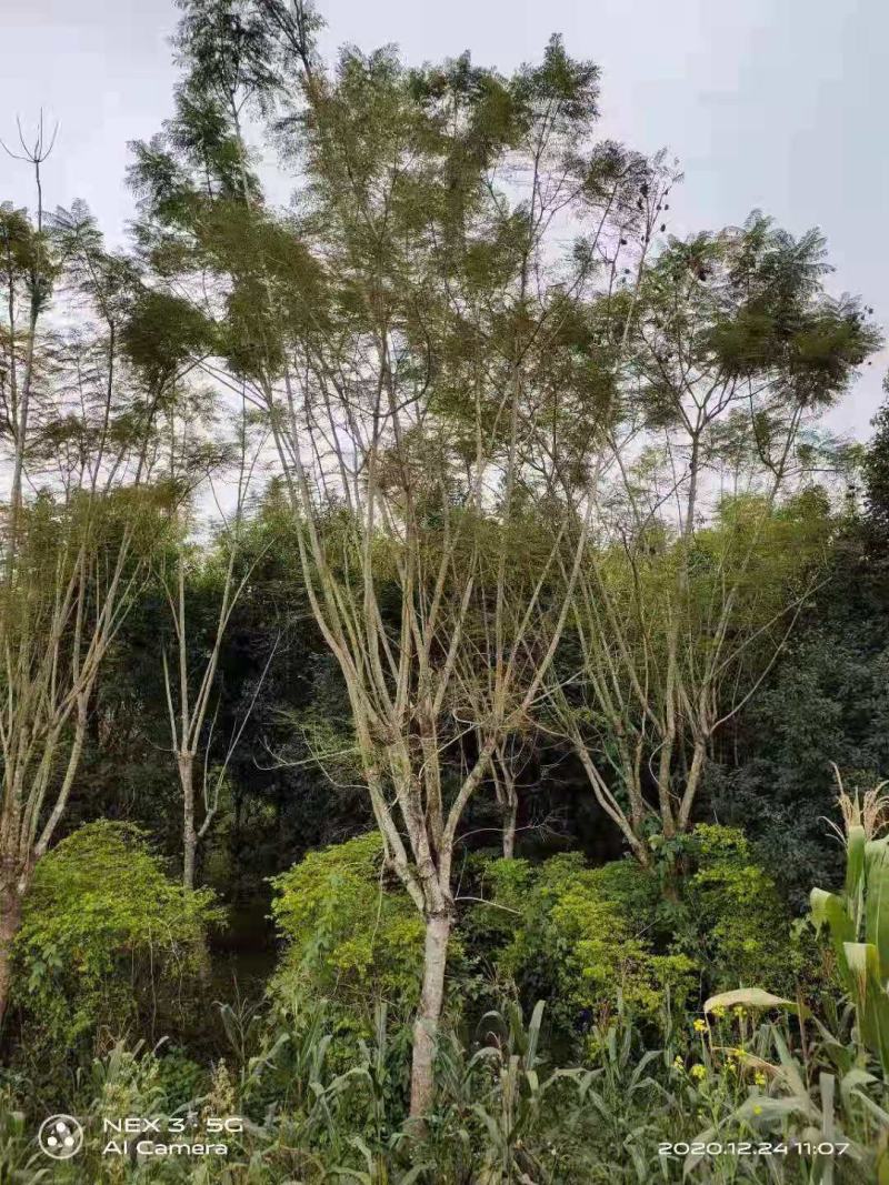 蓝花楹大规格原生苗和围子熟苗