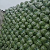 单县甘蓝大量有货，0.3元，袋货，散货都有，代发全国！