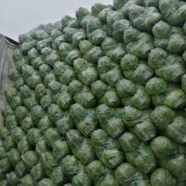 单县甘蓝大量有货，0.3元，袋货，散货都有，代发全国！