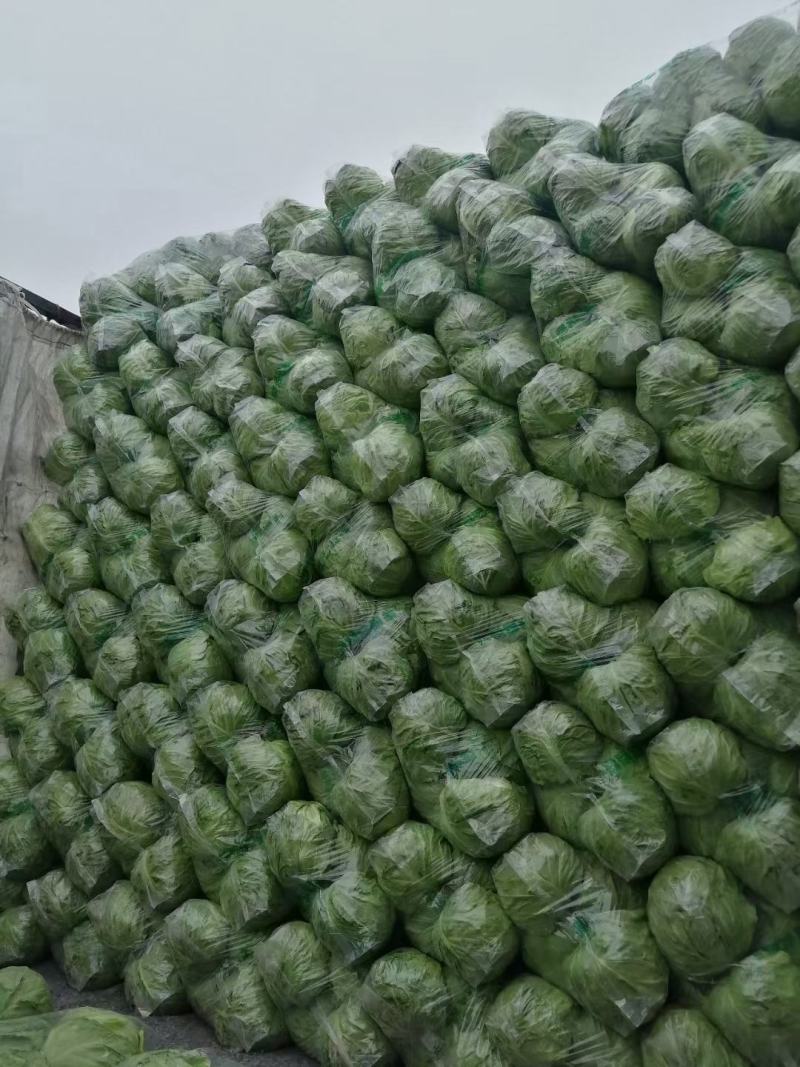 单县甘蓝大量有货，0.3元，袋货，散货都有，代发全国！