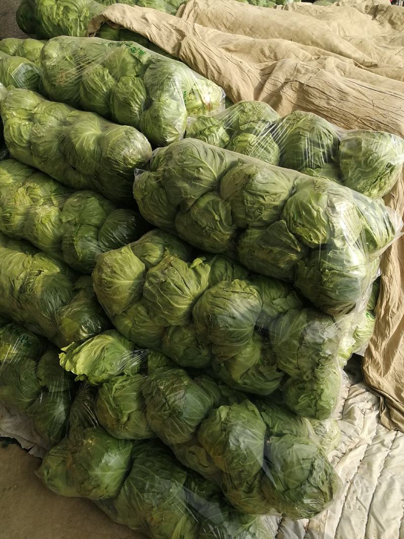 单县甘蓝大量有货，0.3元，袋货，散货都有，代发全国！