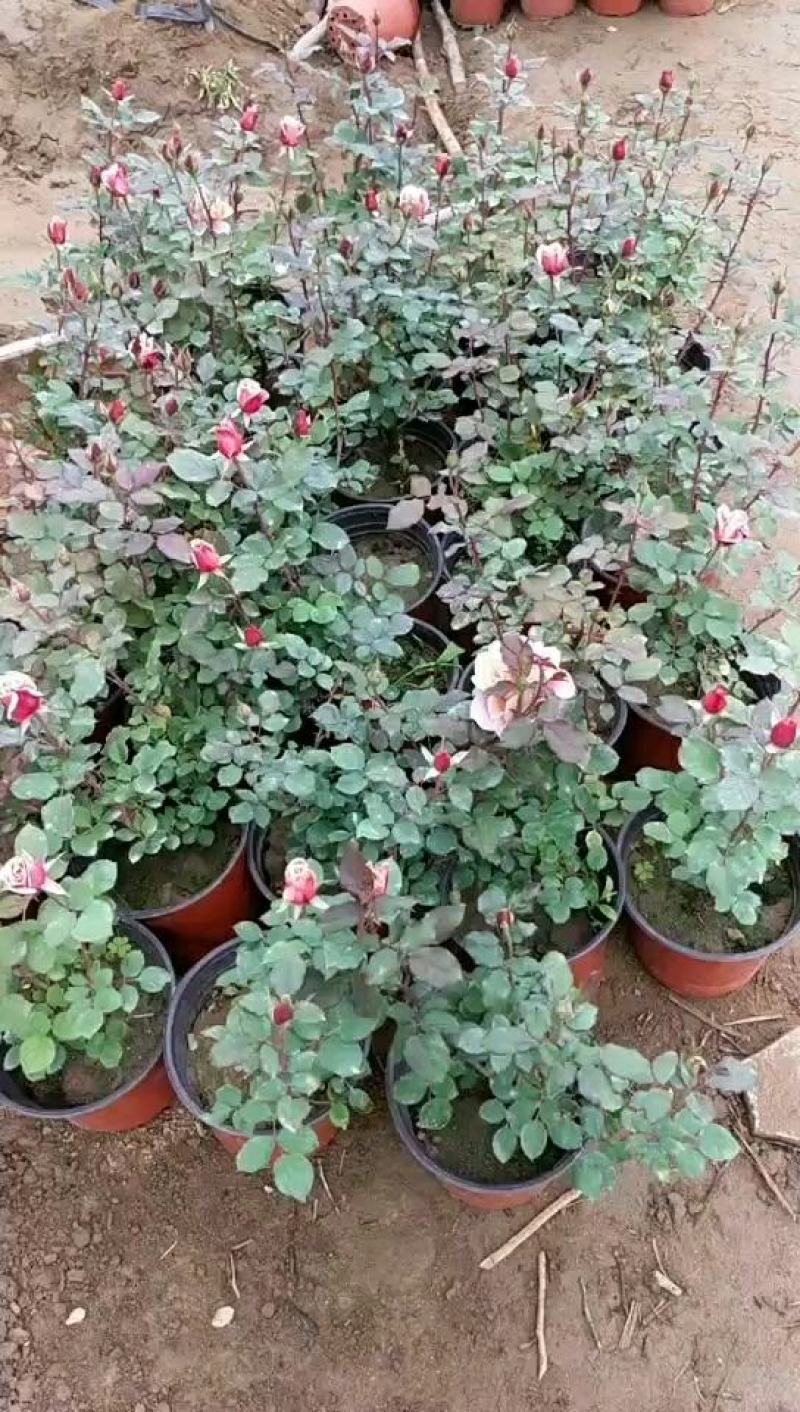 丰花月季大花月季地被月季月季盆花大花月季苗