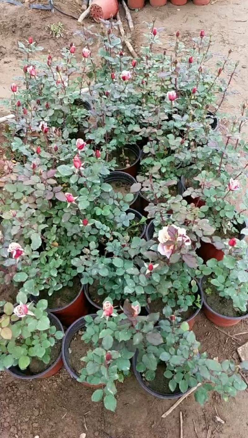 丰花月季大花月季地被月季月季盆花大花月季苗