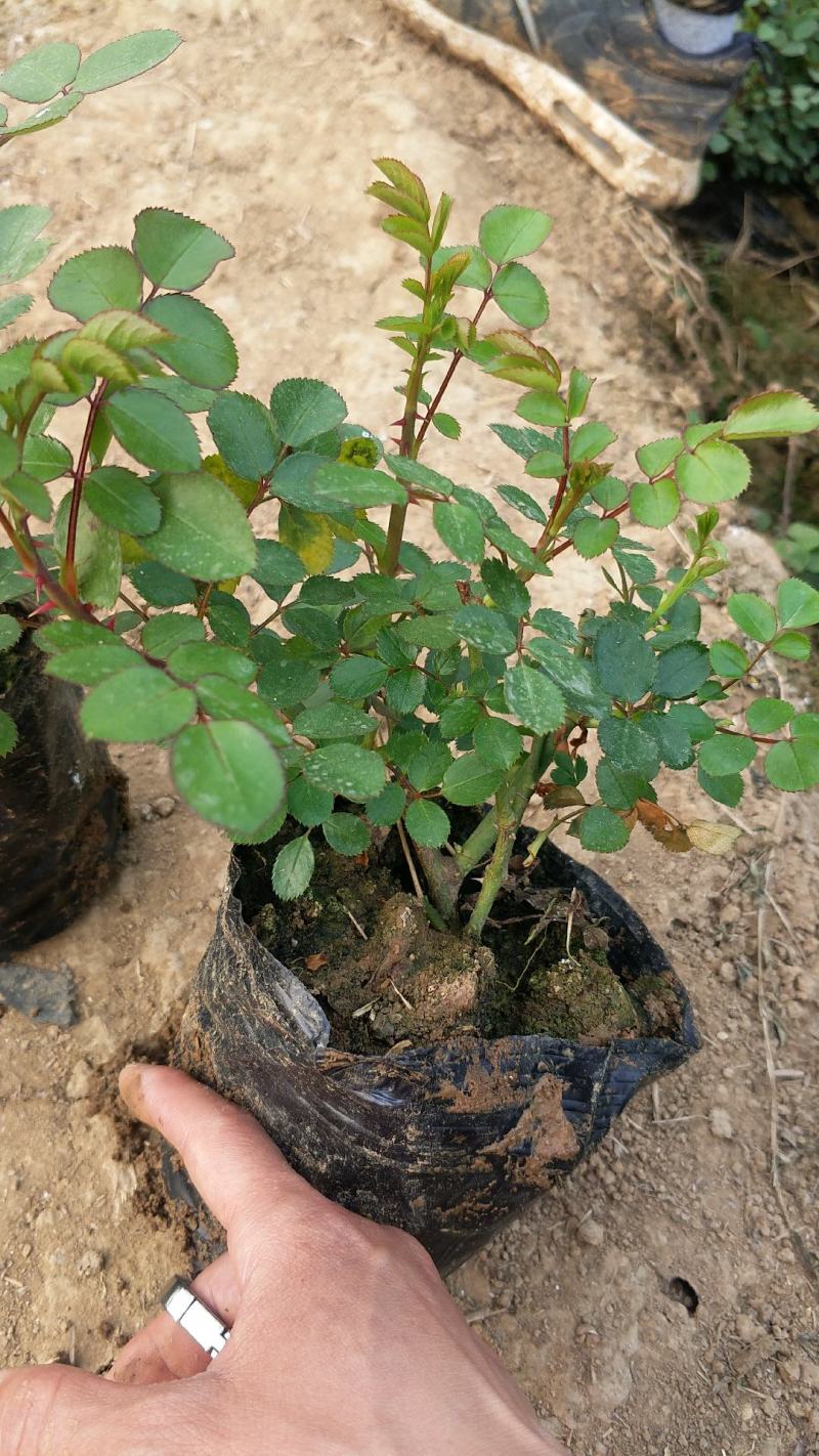 丰花月季大花月季地被月季月季盆花大花月季苗
